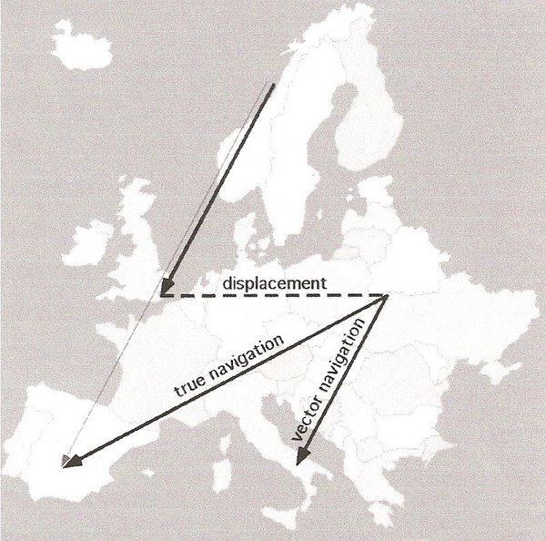 600x594 Avian Navigation And Orientation