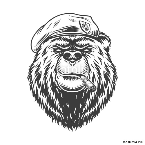 500x500 Navy Seal Bear Head In Beret Stock Image And Royalty Free Vector