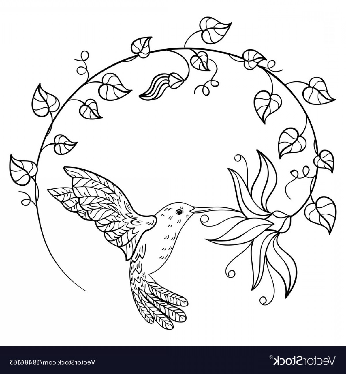 1200x1296 Hummingbird Drinking Nectar From A Flower A Vector Studiogrfx