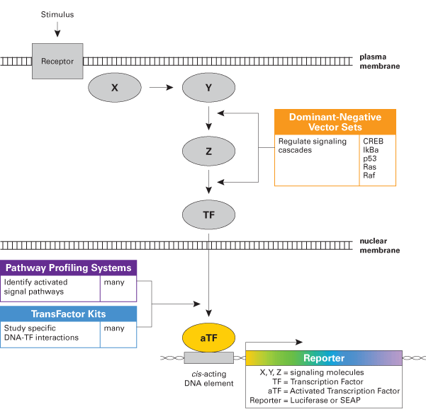 601x592 Signal Transduction Dominant Negative Vectors