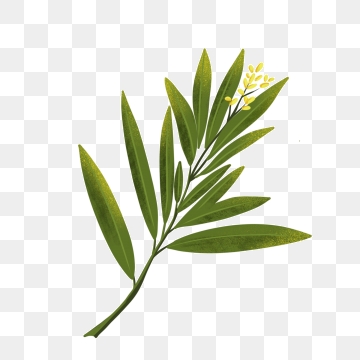 360x360 Nerium Oleander Png, Vector, And Clipart With Transparent