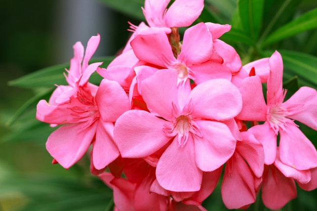 626x417 Nerium Logo Vector Logodesignfx