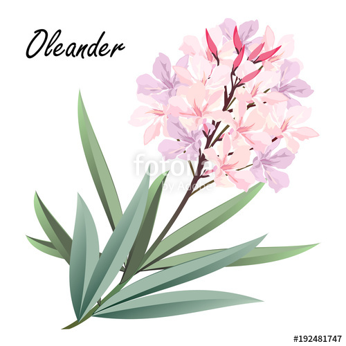 500x500 Oleander