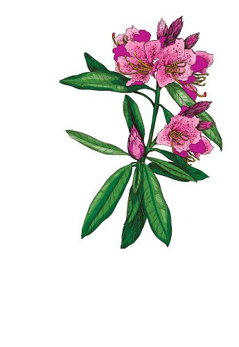 345x501 Vector Illustration Of Nerium Oleander Premium Clipart