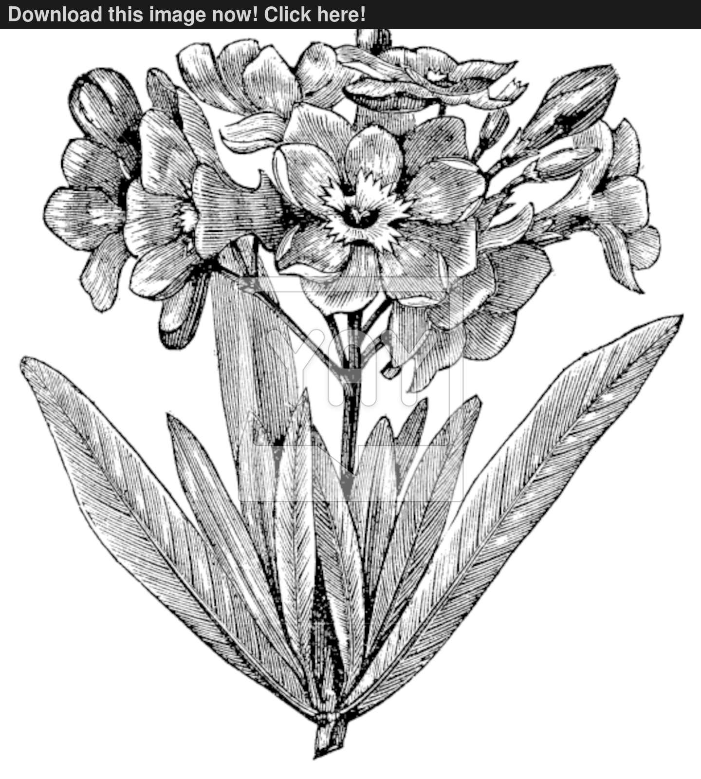 1440x1600 Common Oleander