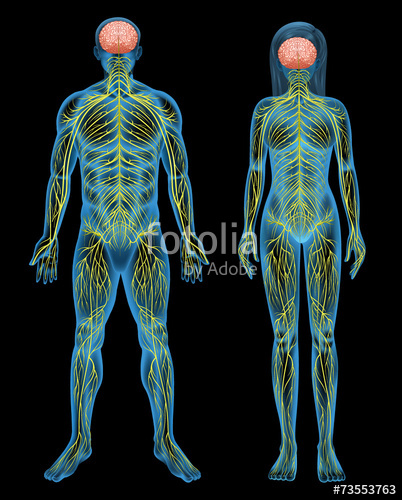 402x500 Human Nervous System Stock Image And Royalty Free Vector