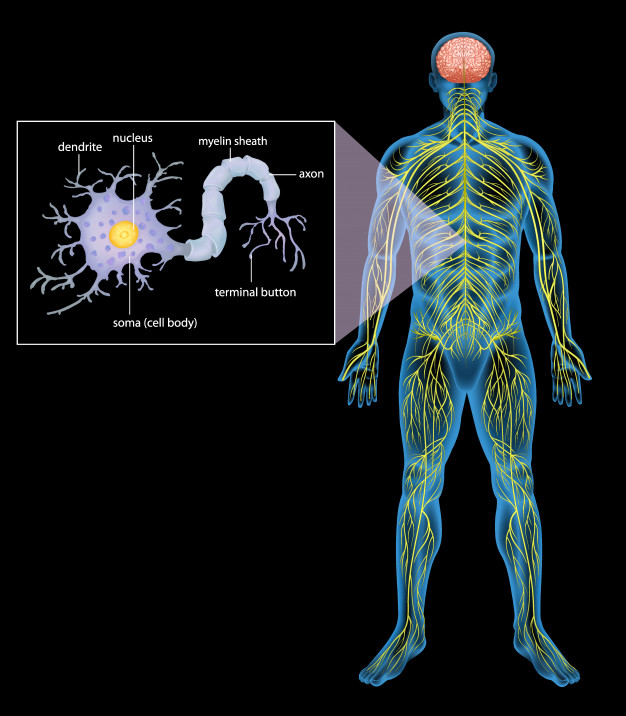 626x716 Human Nervous System Vector Premium Download
