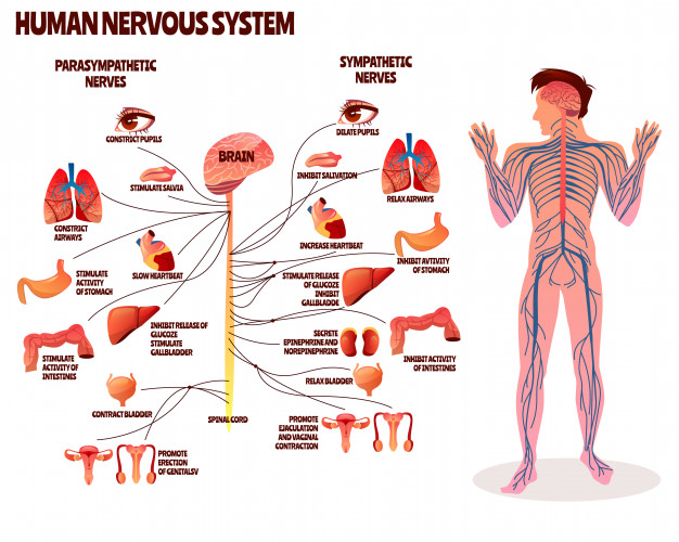 626x500 Human Nervous System Illustration Cartoon Design Of Man Body