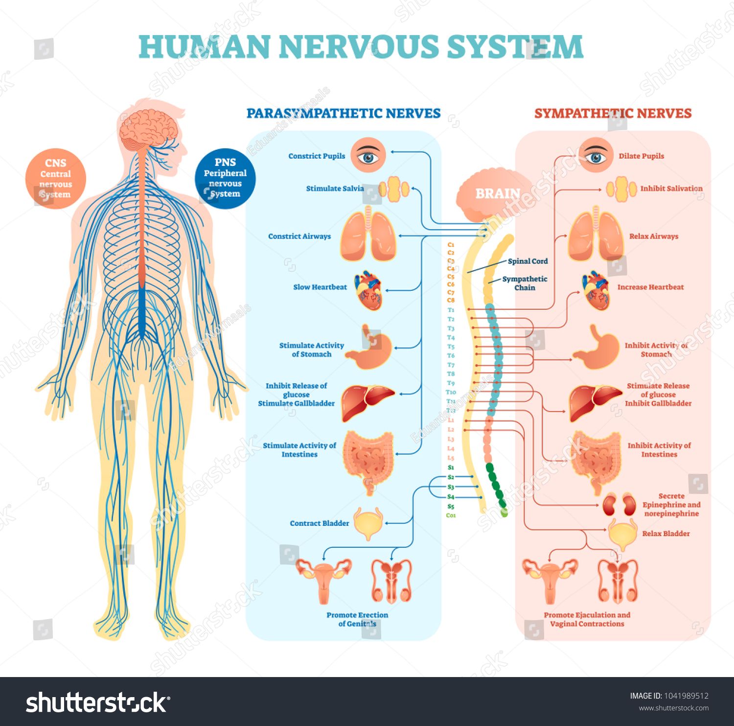 1500x1483 Human Nervous System Medical Vector Illustration Diagram
