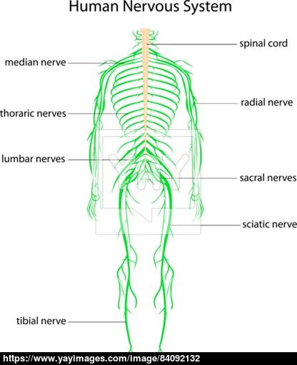 416x512 Human Nervous System Vector