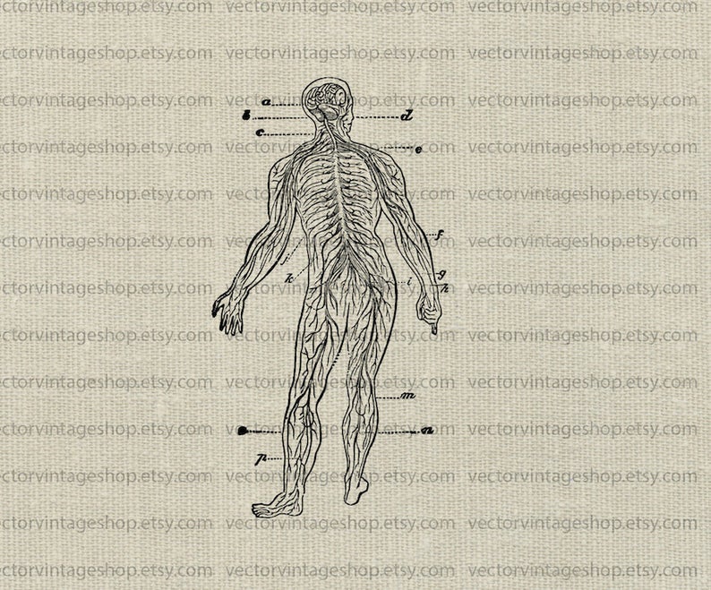 794x659 Human Nervous System Vector Clipart Instant Download Human Etsy