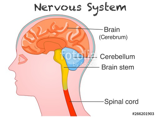 500x375 Central Nervous System Anatomy Human Brain Side View Of Colored