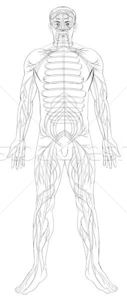 254x600 Nervous System Vector Illustration Daniel Cole