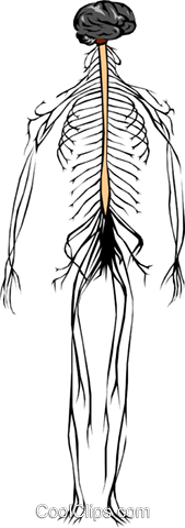 169x480 Nervous System Royalty Free Vector Clip Art Illustration