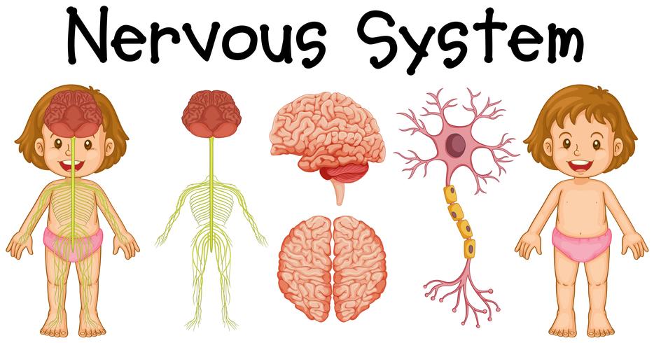 934x490 Nervous System Of Little Girl Vector