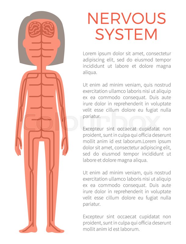 610x800 Nervous System Poster And Text Sample Stock Vector Colourbox