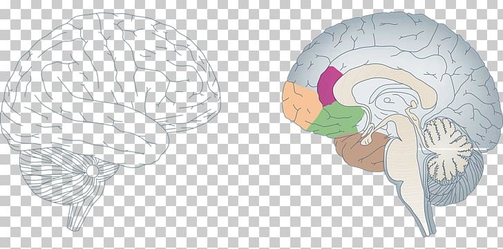 Neuroplasticity Brain Nervous System Agy Neuron Png, Clipart, Agy 728x360 Neuroplasticity Brain Nervous System Agy Neuron Png, Clipart, Agy