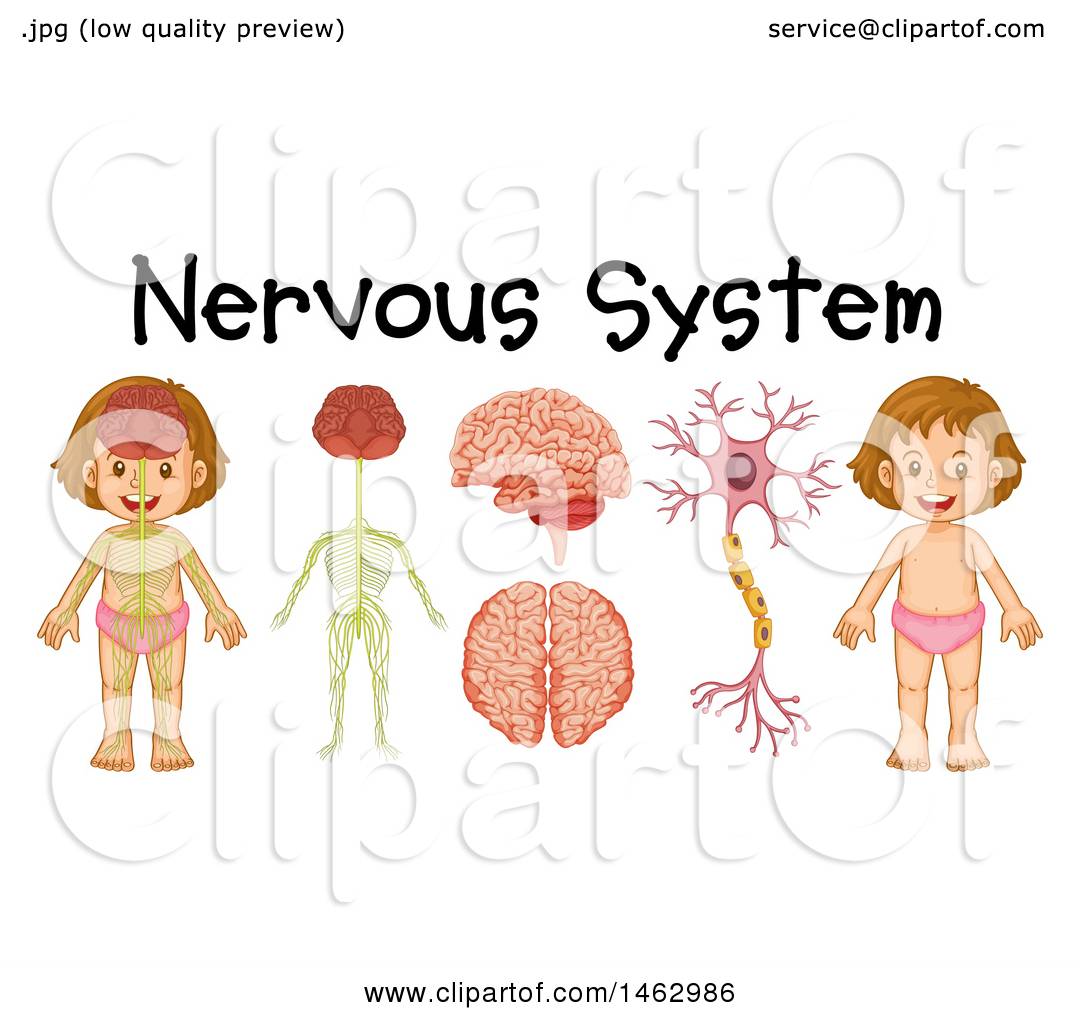 1080x1024 Clipart Of A Medical Diagram Of A Girl And Nervous System