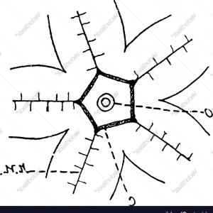 300x300 Starfish Nervous System Vintage Vector Newwaysys