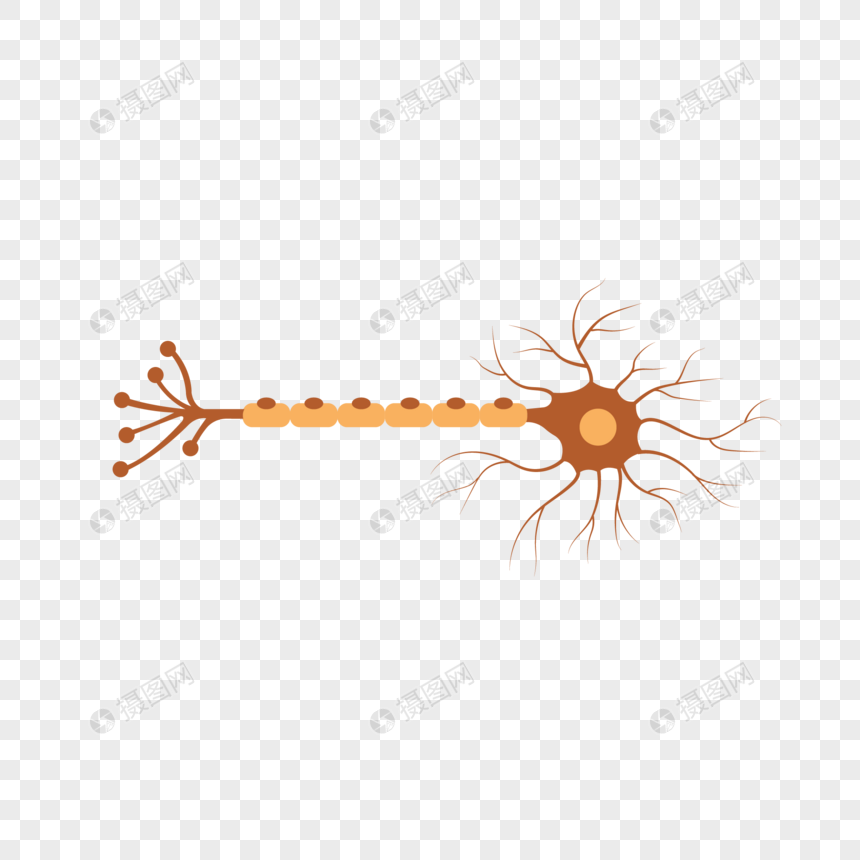 860x860 Vector Hand Drawn Cartoon Central Nervous System Png Image Picture