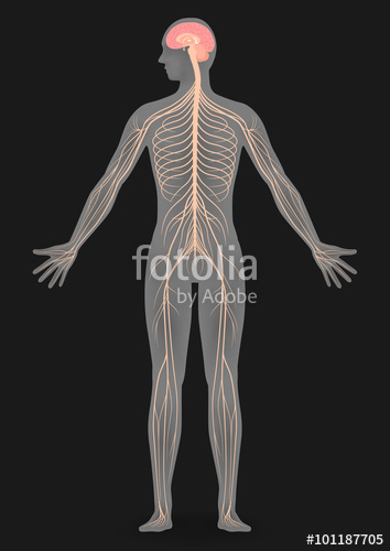 Nervous System Vector at Vectorified.com | Collection of Nervous System ...