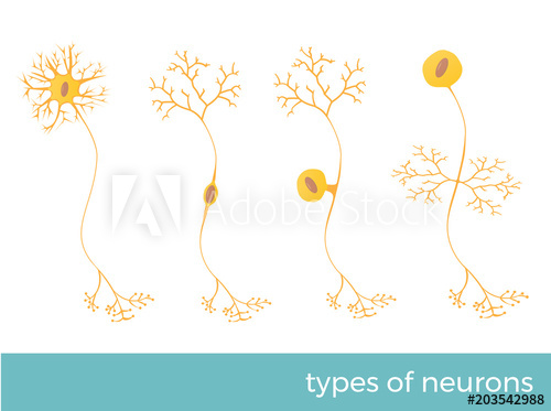500x373 Types Of Neurons
