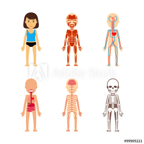 500x500 Female Body Anatomy Circulatory System And Skeleton, Digestive