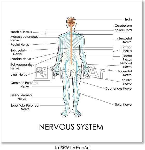 Nervous System Vector at Vectorified.com | Collection of Nervous System ...