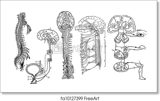 560x355 Free Art Print Of Vector Central Nervous System Freeart