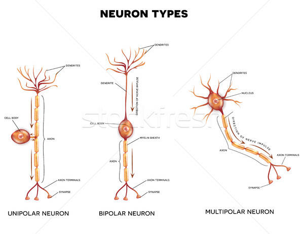 Neuron Stock Vectors, Illustrations And Cliparts Stockfresh 600x462 Neuron Stock Vectors, Illustrations And Cliparts Stockfresh