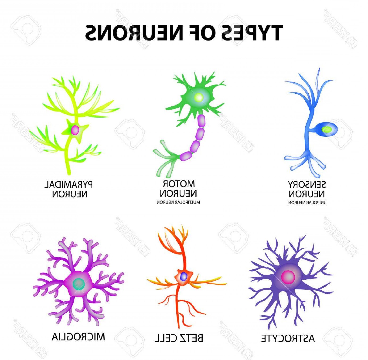 Neuron Vector Art Sarahgardan 1560x1525 Neuron Vector Art Sarahgardan