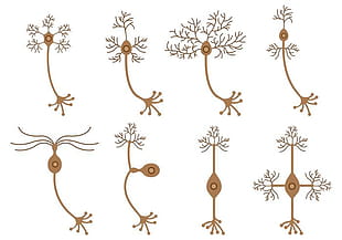 Neuron Vector Free Graphics Uihere 310x217 Neuron Vector Free Graphics Uihere