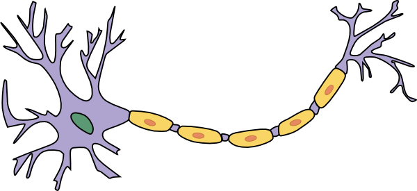 Neuron With Axon Clip Art 600x275 Neuron With Axon Clip Art