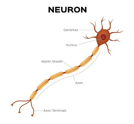 Neuron Anatomy Vector Infographic Royalty Free Vector Graphics 450x416 Neuron Anatomy Vector Infographic Royalty Free Vector Graphics