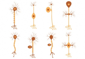 Neuron Free Vector Graphic Art Free Download 285x200 Neuron Free Vector Graphic Art Free Download