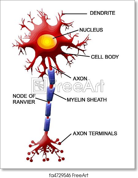 Free Art Print Of Neuron Cell Structure Of A Motor Neuron, Vector 450x580 Free Art Print Of Neuron Cell Structure Of A Motor Neuron, Vector