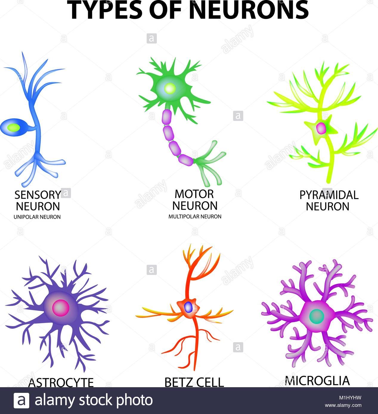 Types Of Neurons Structure Sensory, Motor Neuron, Astrocyte 1268x1390 Types Of Neurons Structure Sensory, Motor Neuron, Astrocyte