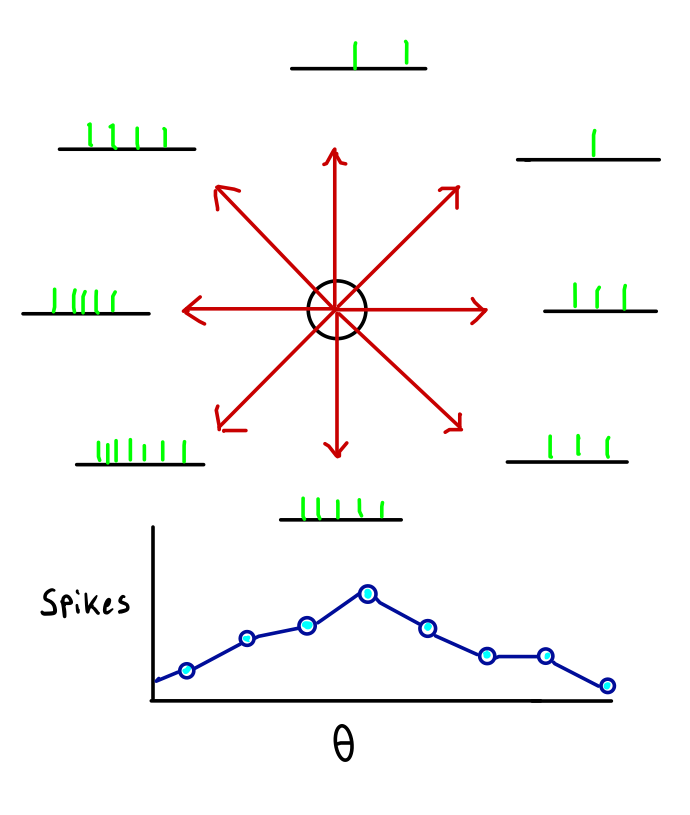What Is Population Coding Describe The Population Coding Model 690x815 What Is Population Coding Describe The Population Coding Model