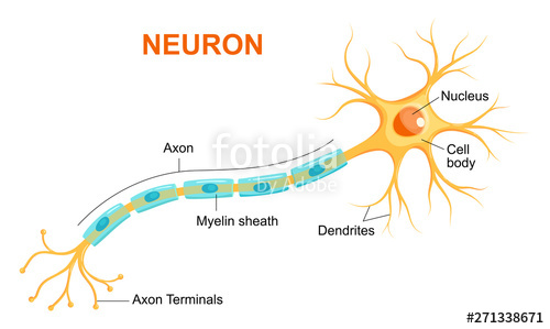Illustration Of Neuron Anatomy Vector Infographic 500x299 Illustration Of Neuron Anatomy Vector Infographic