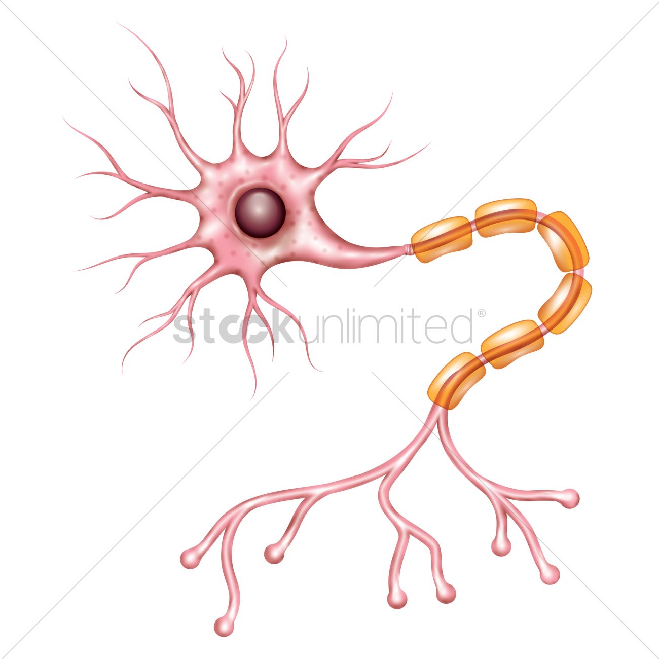 Motor Neuron Vector Image 1300x1300 Motor Neuron Vector Image