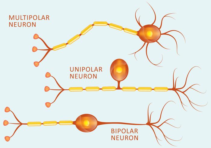 Neuron Free Vector Art 700x490 Neuron Free Vector Art