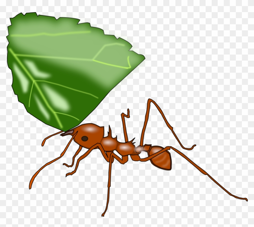 840x749 Ant Clipart Vector