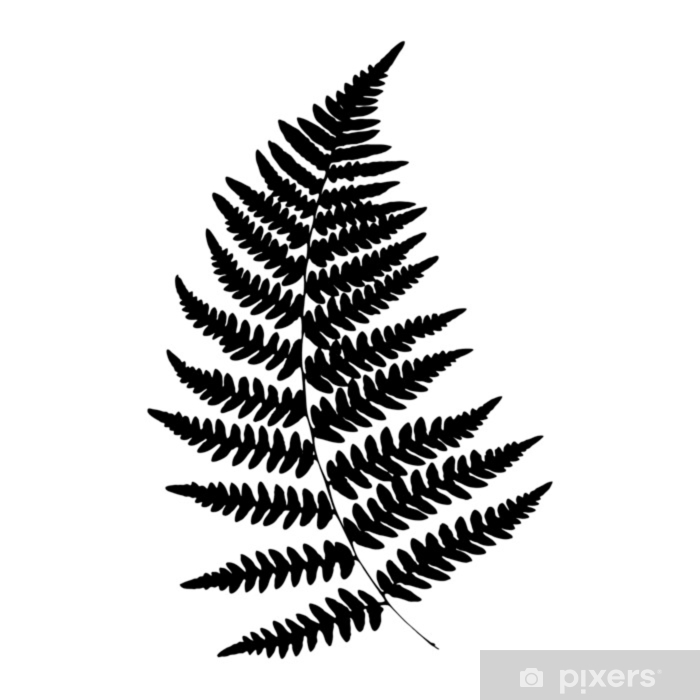 New Zealand Fern Vector at Vectorified.com | Collection of New Zealand