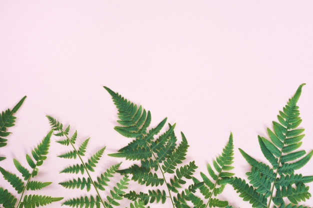 626x416 Fern Vectors, Photos And Free Download