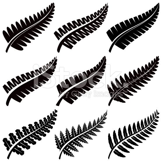 556x556 Various Ferns Iconic To New Zealand Tattoo Inspirations Fern