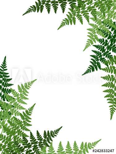 375x500 Fern Frond Tropical Leaves Frame Vector Illustration Bush Plant