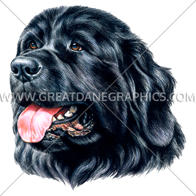385x385 Newfoundland Dog Head Production Ready Artwork For T Shirt Printing