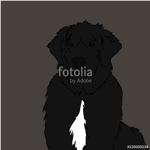 500x500 Newfoundland Dog Vector Illustration Stock Image And Royalty