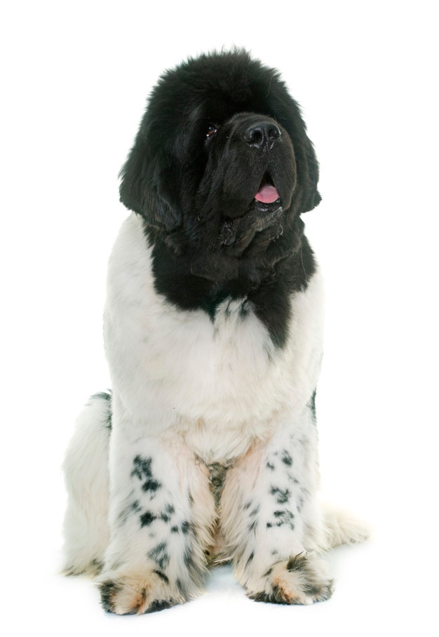 626x908 Newfoundland Dog Vectors, Photos And Free Download