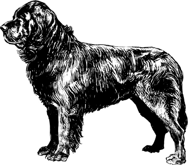 600x528 Newfoundland Free Vector In Open Office Drawing